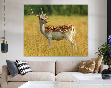 Deer in the morning light at Haringvreter Island