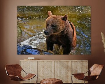 Bruine beer komt uit het water