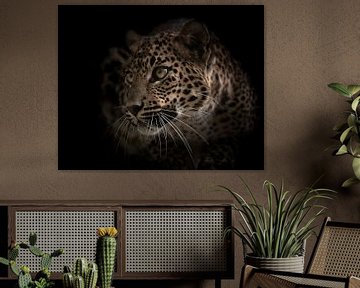 Dieser Panther (Leopard) wartet auf den richtigen Moment von Patrick van Bakkum