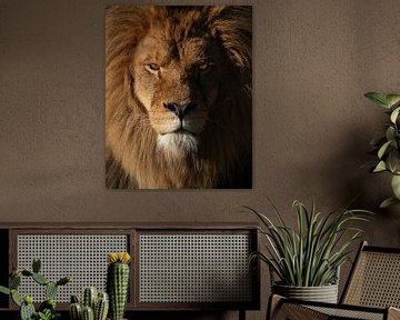 Impressive lion with intense eyes during the golden hour by Patrick van Bakkum