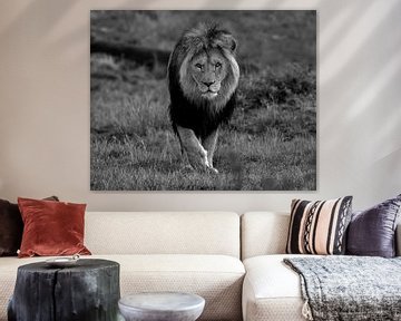 This lion comes directly to you with an intense gaze by Patrick van Bakkum