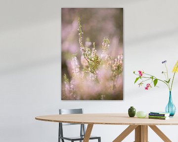 Blühende lila Heidekrautblüten auf der Veluwe. von Karijn | Fine art Natuur en Reis Fotografie