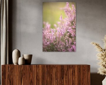 Bloeiende paarse heide bloemen op de veluwe. van Karijn | Fine art Natuur en Reis Fotografie