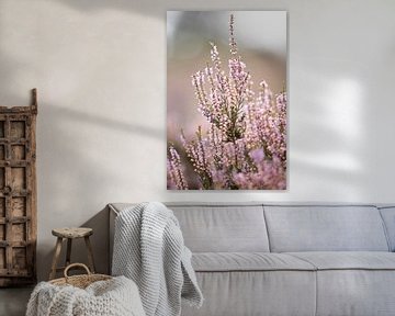 Blühende lila Heidekrautblüten auf der Veluwe. von Karijn | Fine art Natuur en Reis Fotografie
