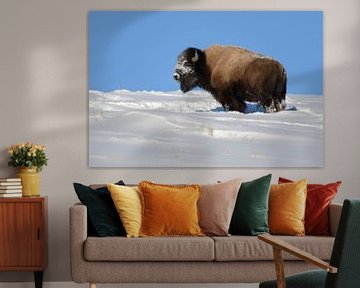 Amerikaanse Bison ( Bison bizon ), sterke stier in de winter bij droomweer in Yellowstone NP, Wyomin van wunderbare Erde