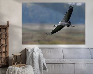 Kraanvogel ( Grus grus, grijze kraanvogel ) tijdens de vlucht, wilde dieren, Europa.