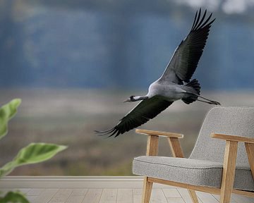 Kraanvogel ( Grus grus, grijze kraanvogel ) tijdens de vlucht, wilde dieren, Europa. van wunderbare Erde
