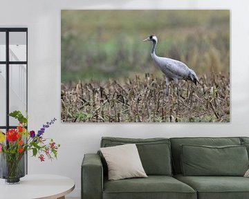 Common Crane ( Grus grus ), resting on farmland, corn field, searching for food, wildlife, Europe. by wunderbare Erde
