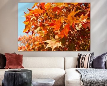 Esdoorn in herfstkleuren 6910082144 fotograaf Fred Roest van Fred Roest