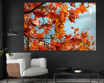 L'érable aux couleurs de l'automne 6910082149 le photographe Fred Roest sur Fred Roest