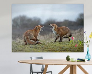 Renard roux ( Vulpes vulpes ), deux renards en lutte, se menaçant mutuellement avec des crocs bien o