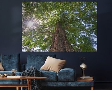 Metasequoia Glyptostrboides of watercipres 7007032334 fotograaf Fred Roest van Fred Roest