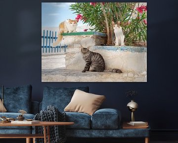 Drie katten die in een griekse steegje poseren van Katho Menden