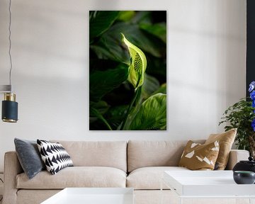 Stehe im Licht, Anthurium