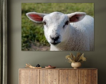 portrait of a lamb