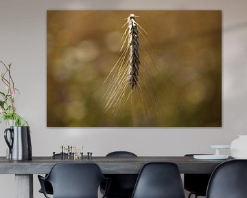 Barley by Fotografie John van der Veen