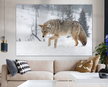 Coyote (Canis latrans), in de winter met zware sneeuwval, wild, Yellowstone NP, USA. van wunderbare Erde