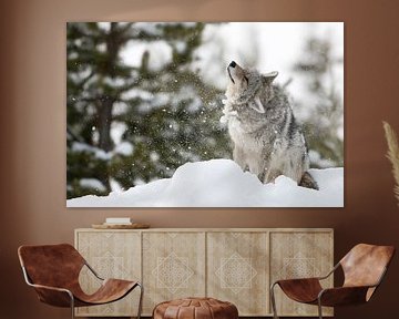 Coyote (Canis latrans), het schudden van sneeuw en ijs van zijn vacht, wilde dieren, Yellowstone NP, van wunderbare Erde