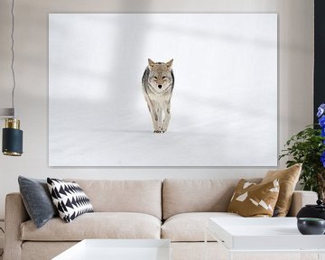 Coyote (Canis latrans), loopt recht op de fotograaf af, wildlife, Yellowstone, USA. van wunderbare Erde