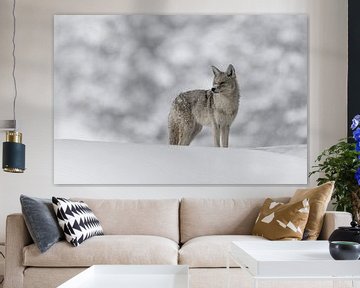 Coyote (Canis latrans), in een natuurlijke omgeving bedekt met diepe sneeuw, wilde dieren, Yellowsto van wunderbare Erde