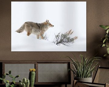 Coyote (Canis latrans) in de winter op jacht in hoge sneeuw, wild, Yellowstone NP, USA. van wunderbare Erde