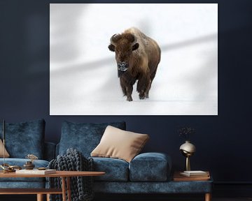 Bison ( Bison bison ) in de winter, loopt direct naar de fotograaf, oogcontact, wildlife, Yellowston van wunderbare Erde
