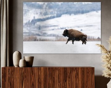 Amerikaanse Bison ( Bison bison ) galoppeert in de winter over het plateau van Yellowstone NP, wildl van wunderbare Erde