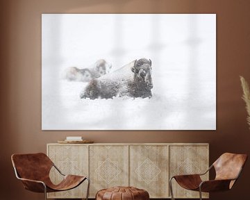 Amerikaanse bizon ( Bison bison ) in een sneeuwstorm, trotseren de blizzard, wildlife, Yellowstone g