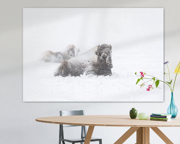 Amerikaanse bizon ( Bison bison ) in een sneeuwstorm, trotseren de blizzard, wildlife, Yellowstone g van wunderbare Erde