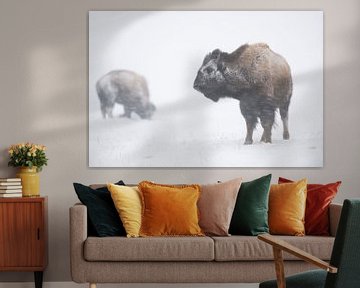 Amerikaanse bizon ( Bison bison ) trotseren een sneeuwstorm, in een sneeuwstorm, wilde dieren, Yello van wunderbare Erde