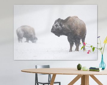 Amerikaanse bizon ( Bison bison ) trotseren een sneeuwstorm, in een sneeuwstorm, wilde dieren, Yello van wunderbare Erde