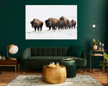 Amerikaanse bizon ( Bison bison ), kleine kudde beweegt zich door het Yellowstone NP, Montana, USA. van wunderbare Erde