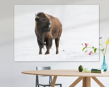 Amerikaanse Bison ( Bison bizon ) in de winter, waarschuwt met dreigende blik, wildlife, Yellowstone van wunderbare Erde