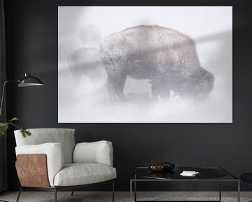 Amerikaanse Bison ( Bison bizon ) dapper een sneeuwstorm, wilde dieren, Yellowstone NP, USA in sterk van wunderbare Erde