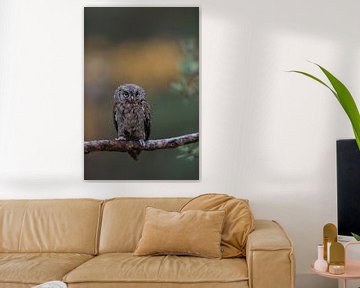 Scops Owl ( Otus scops ), perched on a branch of a pine tree, nice clean background, funny little bi by wunderbare Erde