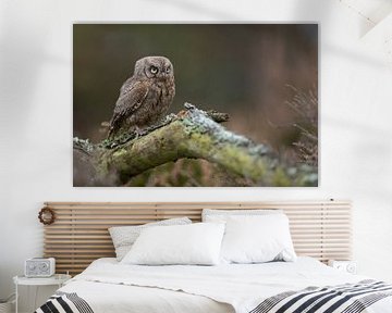 Eurasian Scops Owl ( Otus scops ), on a fallen tree, perfect camouflage, looks angry, funny small bi by wunderbare Erde