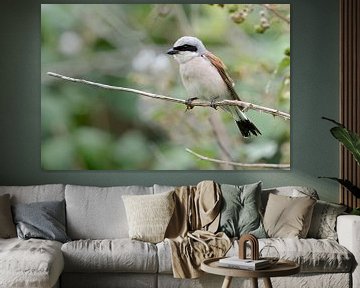 Red-backed shrike ( Lanius collurio ), mannetjes jagen, wilde dieren, Europa.