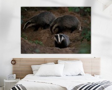 Badgers (Meles meles), three juveniles,  sneaking around badger's sett, late in the evening, wildlif by wunderbare Erde