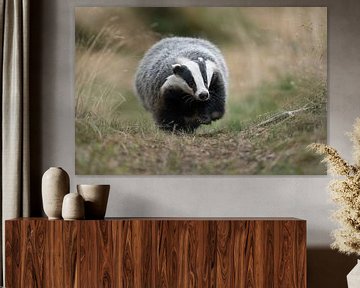 European Badger ( Meles meles ), adult animal, walking along a typical badger's path, frontal shot,  by wunderbare Erde