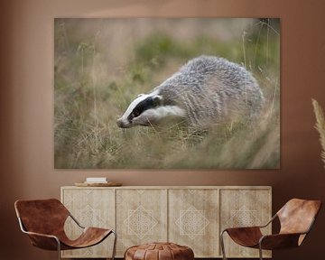 Badger ( Meles meles ), adult animal, searching for food in high grass, strolling through a meadow,  by wunderbare Erde