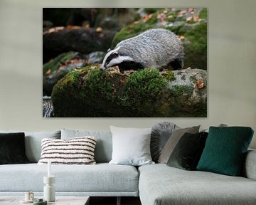 Badger ( Meles meles ), adult animal, strolling along a wild creek, standing on a rock, watching dow by wunderbare Erde