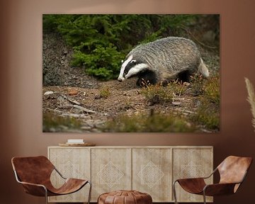 European Badger (Meles meles) in natural surrounding of an autumnal forest searching for food, Europ by wunderbare Erde