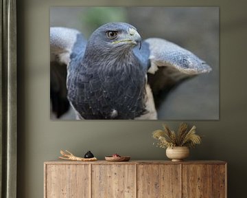 Black-chested Buzzard-Eagle / Aguja ( Geranoaetus melanoleucus ), close-up, bird of prey of the hawk by wunderbare Erde