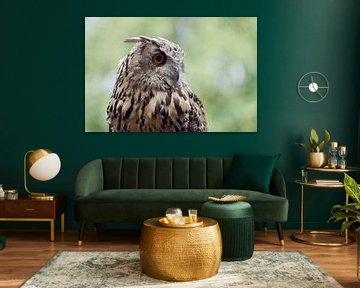 Oehoe ( Bubo bubo ), hoofdportret, gedetailleerde foto tegen een prachtige natuurlijke achtergrond, 