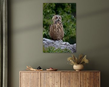 Eule /  Uhu ( Bubo bubo ) sitzt in einem Steinbruch auf einem Felsbrocken und schaut sich um, wildli von wunderbare Erde