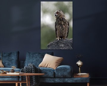 La chouette aigle ( Bubo bubo ) est assise dans le crépuscule à la recherche de proies, d'animaux sa