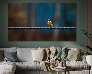 Kingfisher by Dirk Stöckle