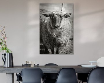 Portret van een schaap op Sylt van Max Huppertz