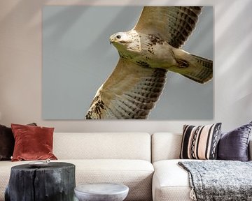 Close-up van roofvogel (Buizerd)