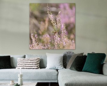 Blühende lila Heidekrautblüten auf der Veluwe. von Karijn | Fine art Natuur en Reis Fotografie